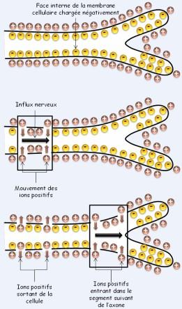 ions.jpg