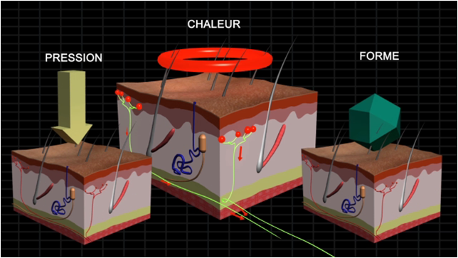 Le toucher